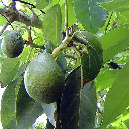 авокадо, полезные свойства авокадо